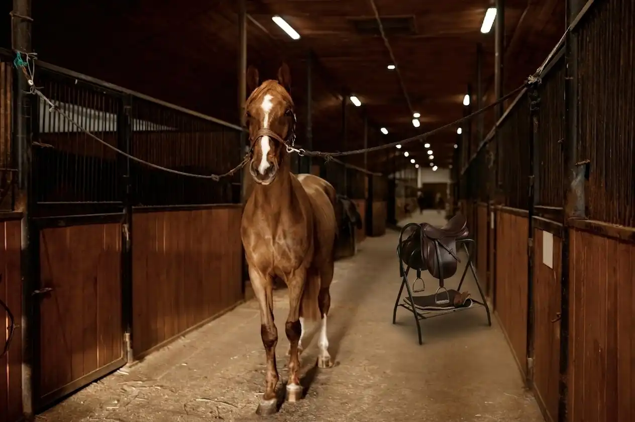 Horse cross tied in a stable with a saddle on a stand in the background