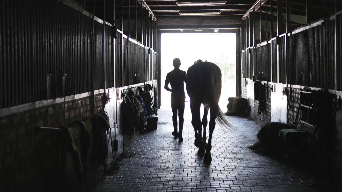 Leading a horse out of a stable